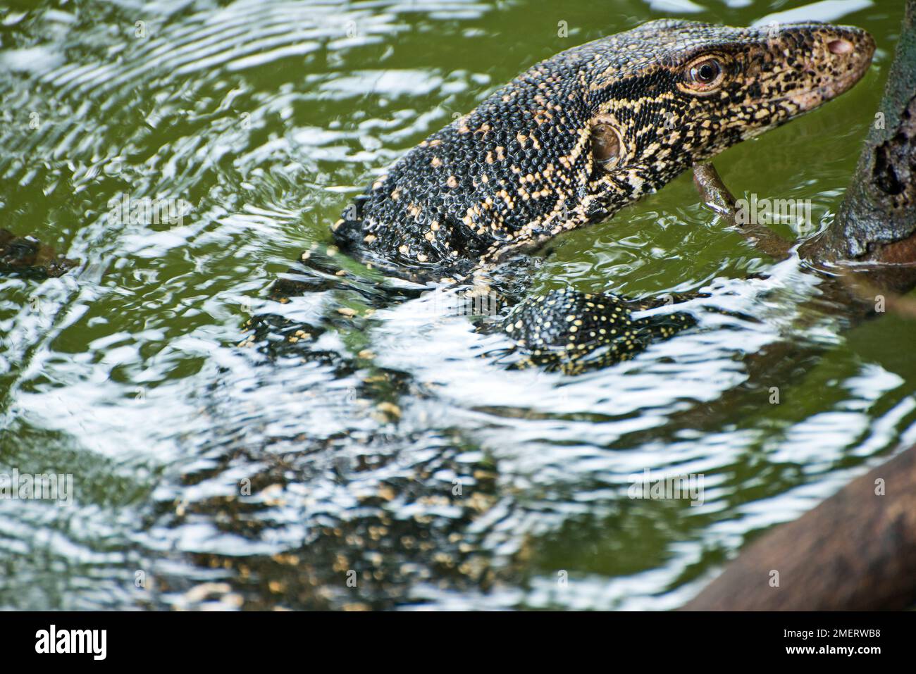 Balapitiya, Madu Ganga, Southern Province, Sri Lanka, water monitor