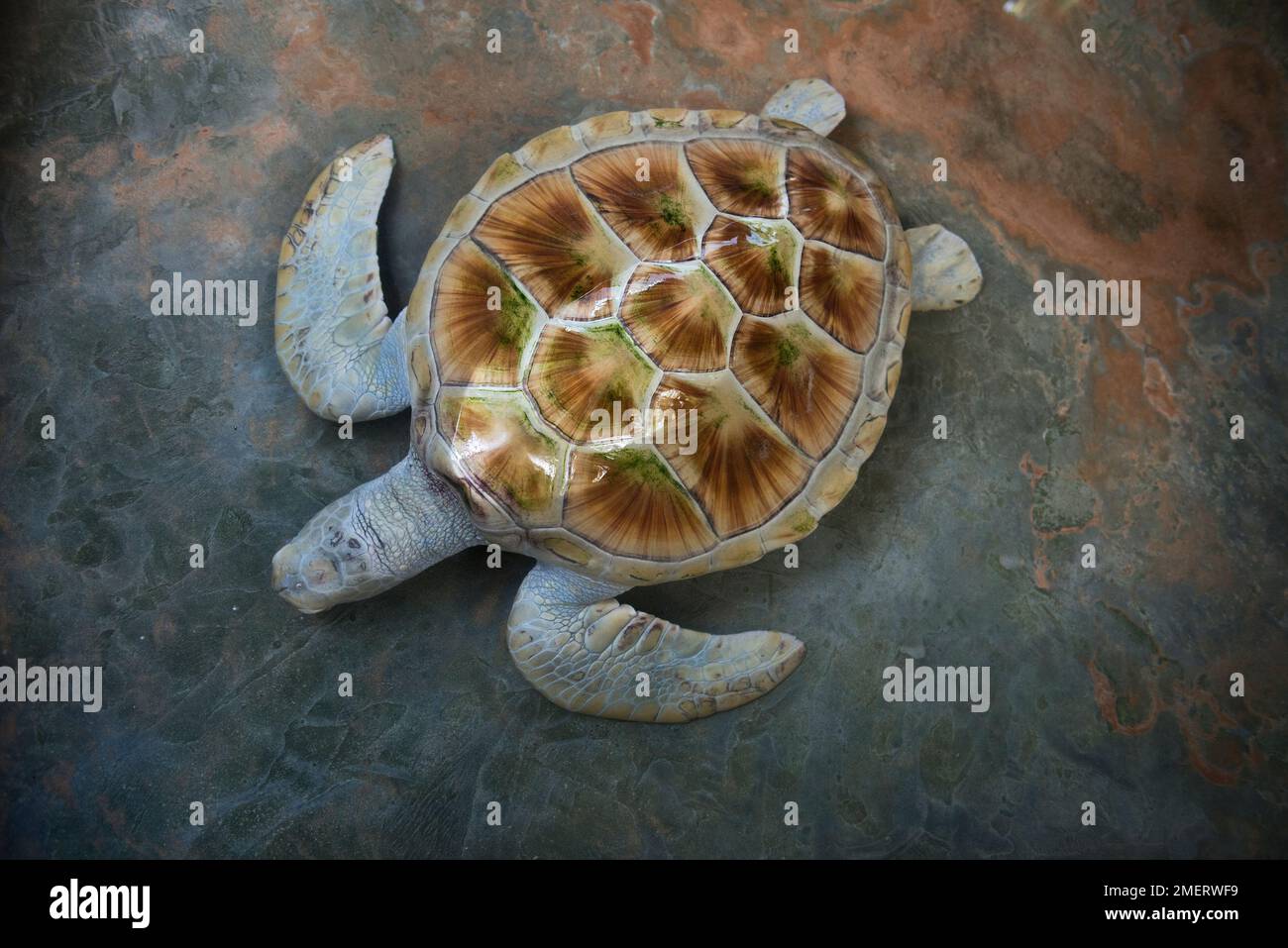 Kosgoda, Marine turtle, Southern Province, Sri Lanka Stock Photo - Alamy