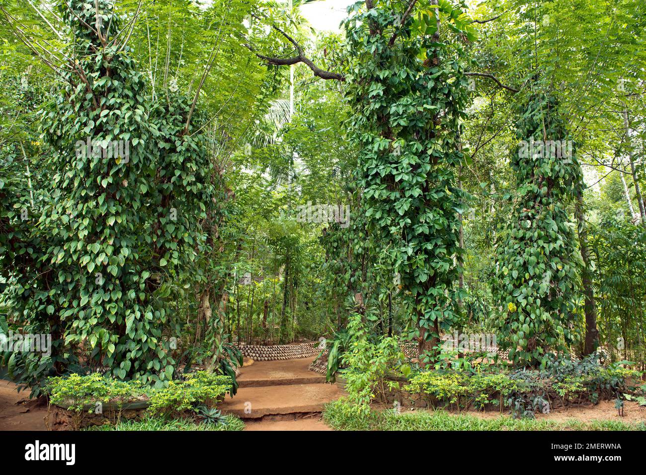 Central Province, Matale, Spice Garden, Sri Lanka Stock Photo Alamy