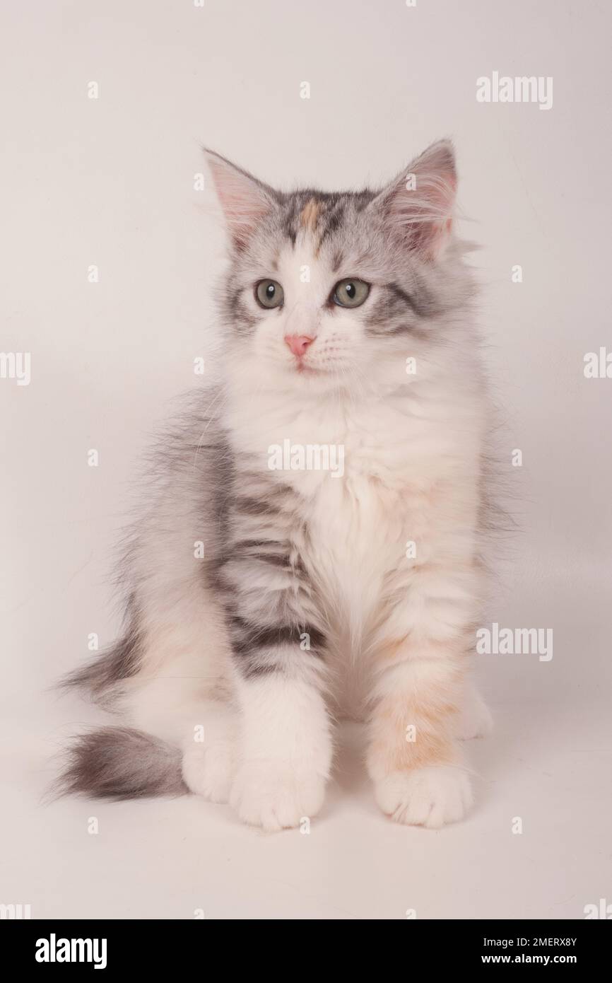 Semi longhaired breed of cat hi-res stock photography and images - Alamy