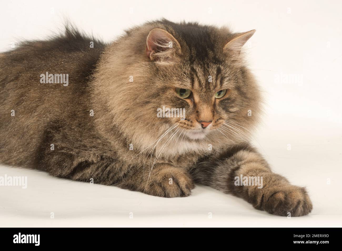 Semi longhaired breed of cat hi-res stock photography and images - Alamy