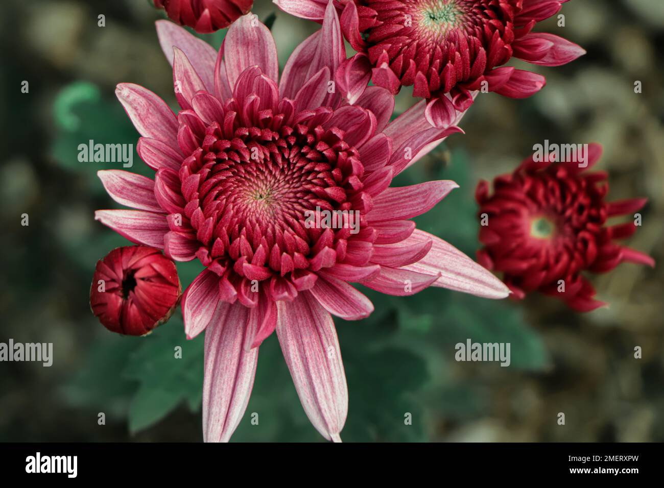 Chrysanthemum indicum winter hi-res stock photography and images - Alamy