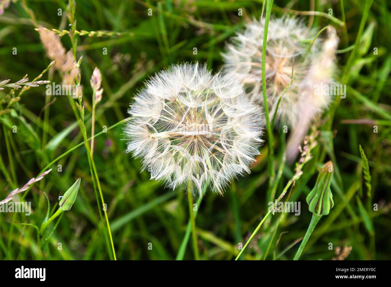 Dandelion seedheads in grass Stock Photo