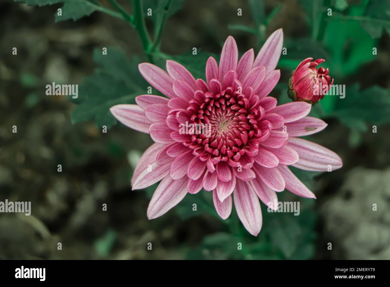 Chrysanthemum indicum winter hi-res stock photography and images - Alamy