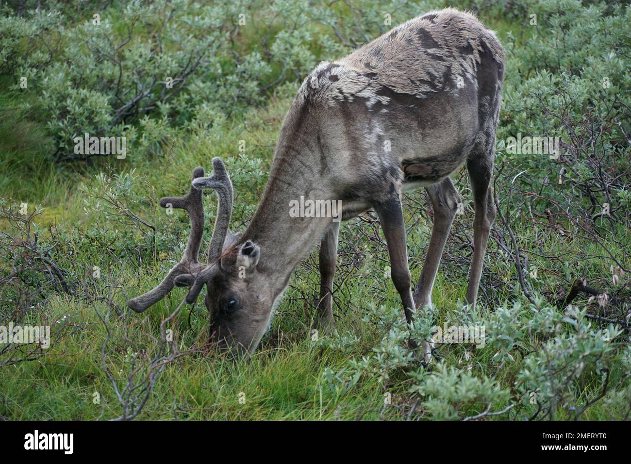 Reindeer close up in Swedish mountains Stock Photo