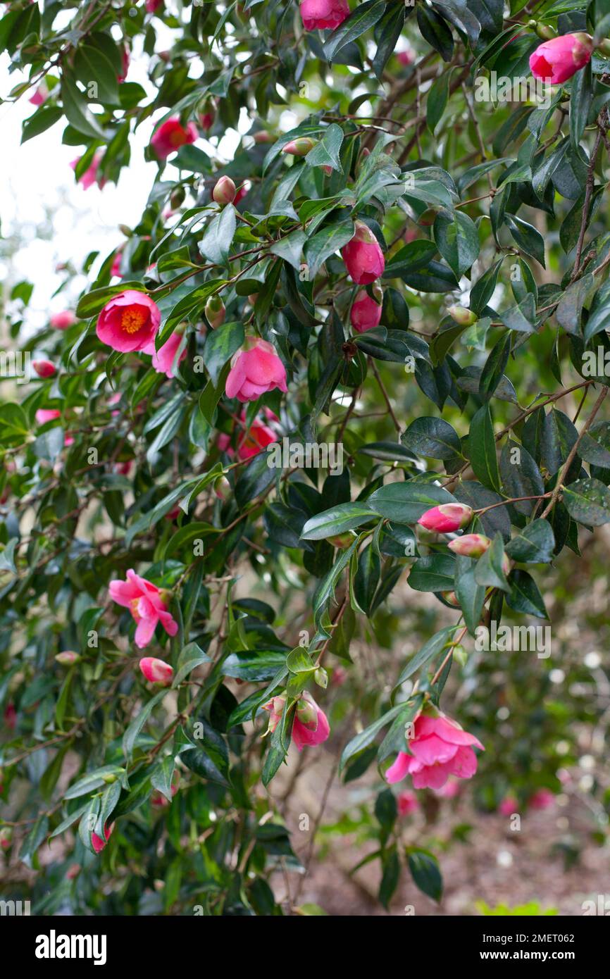 Camellia x williamsii 'Golden Spangles' Stock Photo