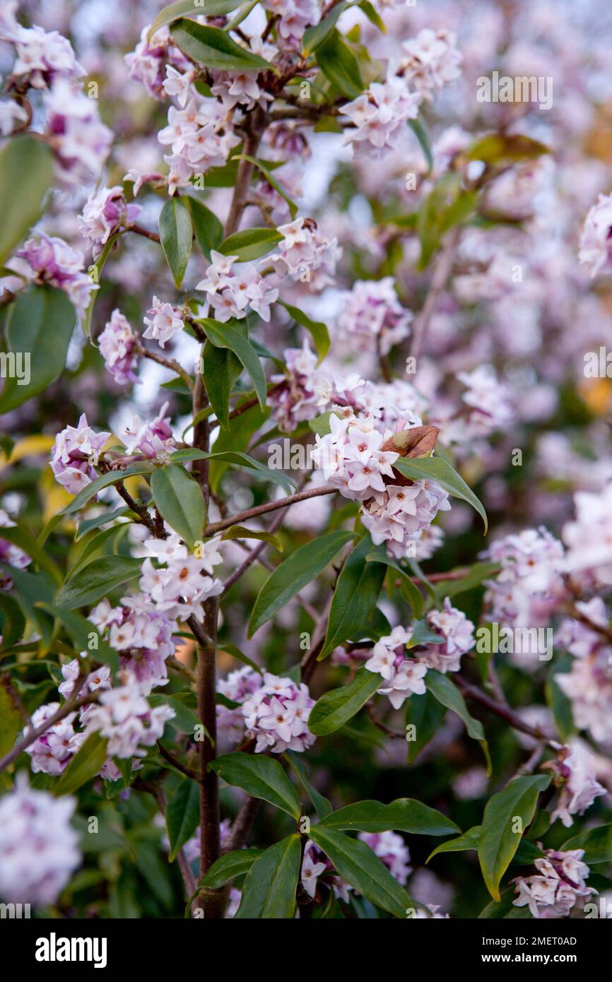 25 Beautiful Flowering Shrubs - Best Flowering Bushes for Gardens