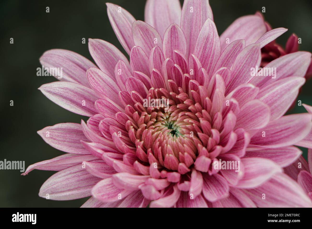 Macro details of pink chrysanthemum flower Stock Photo - Alamy