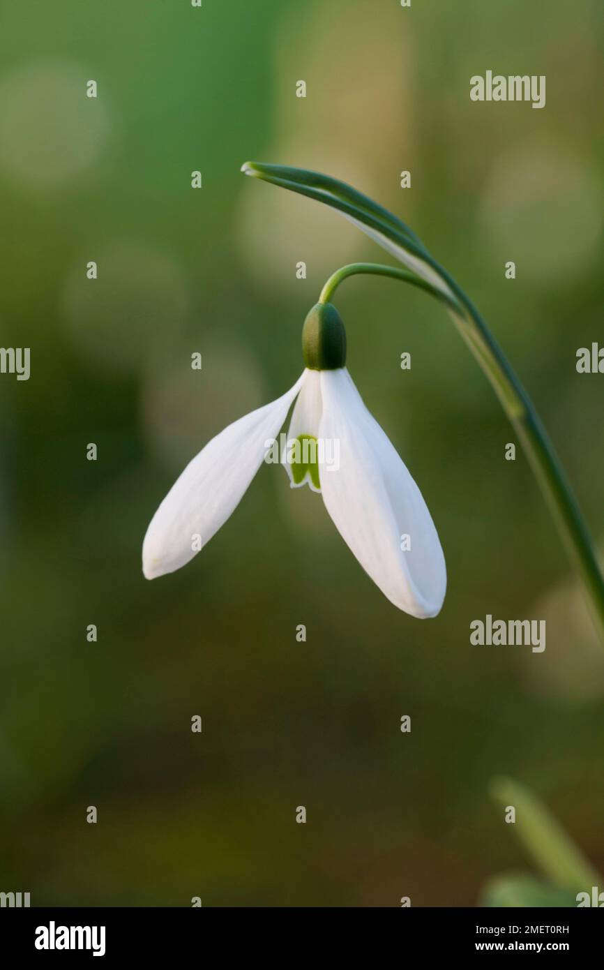 Galanthus 'Armine' (Snowdrop) Stock Photo