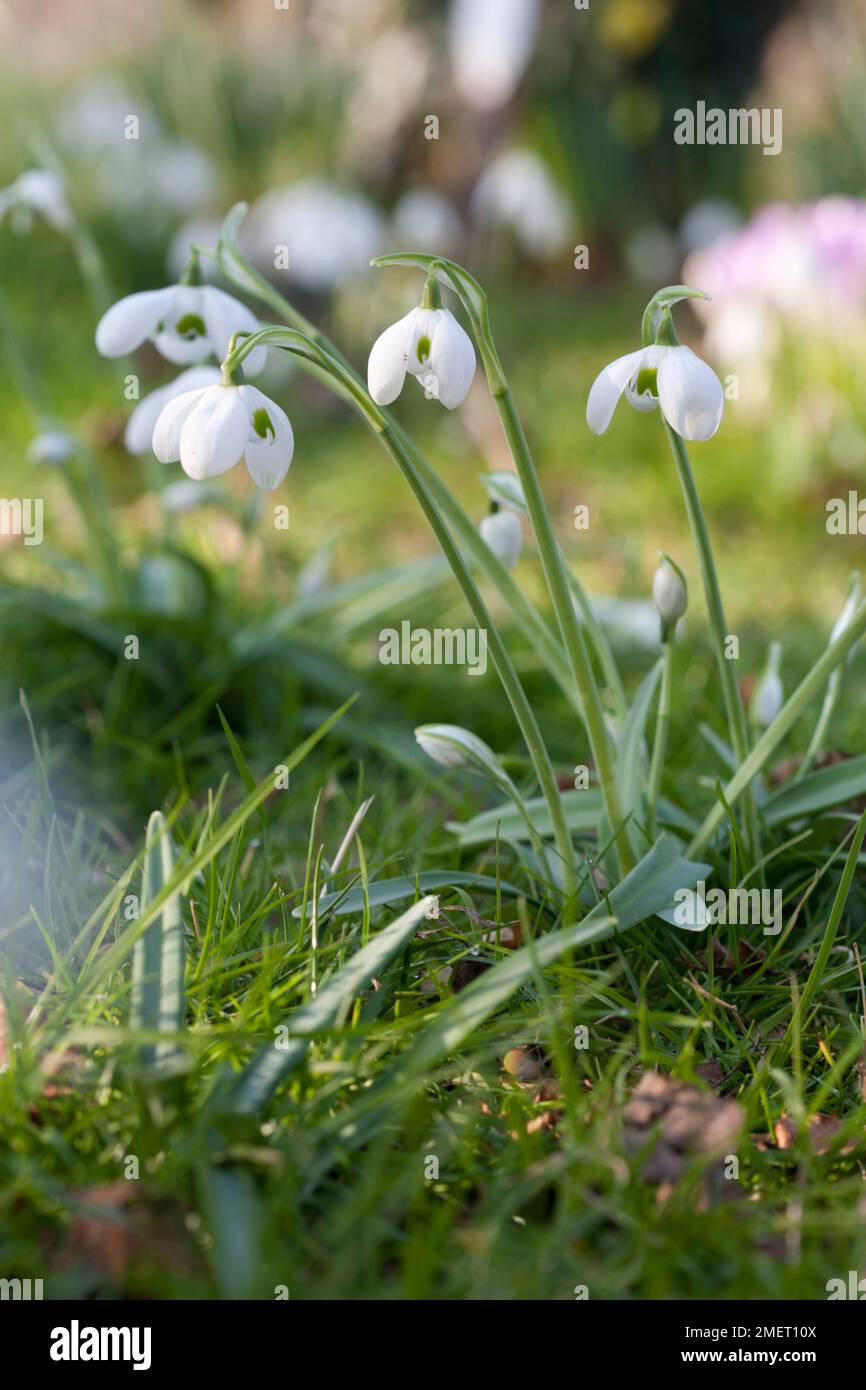 Hippolyta hi-res stock photography and images - Alamy