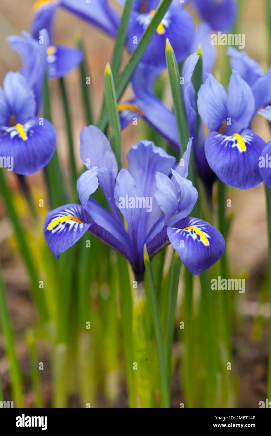 Iris 'Harmony' Stock Photo