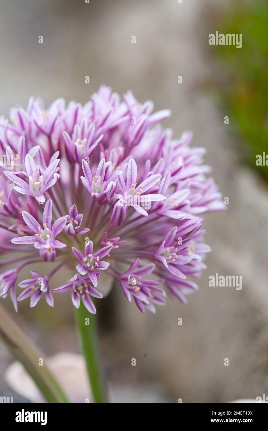 Allium akaka Stock Photo