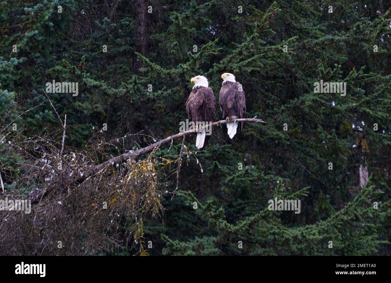 Adult Bald Eagle pair perched on branch against evergreen background touched with snow in Valdez, Alaska, United States Stock Photo