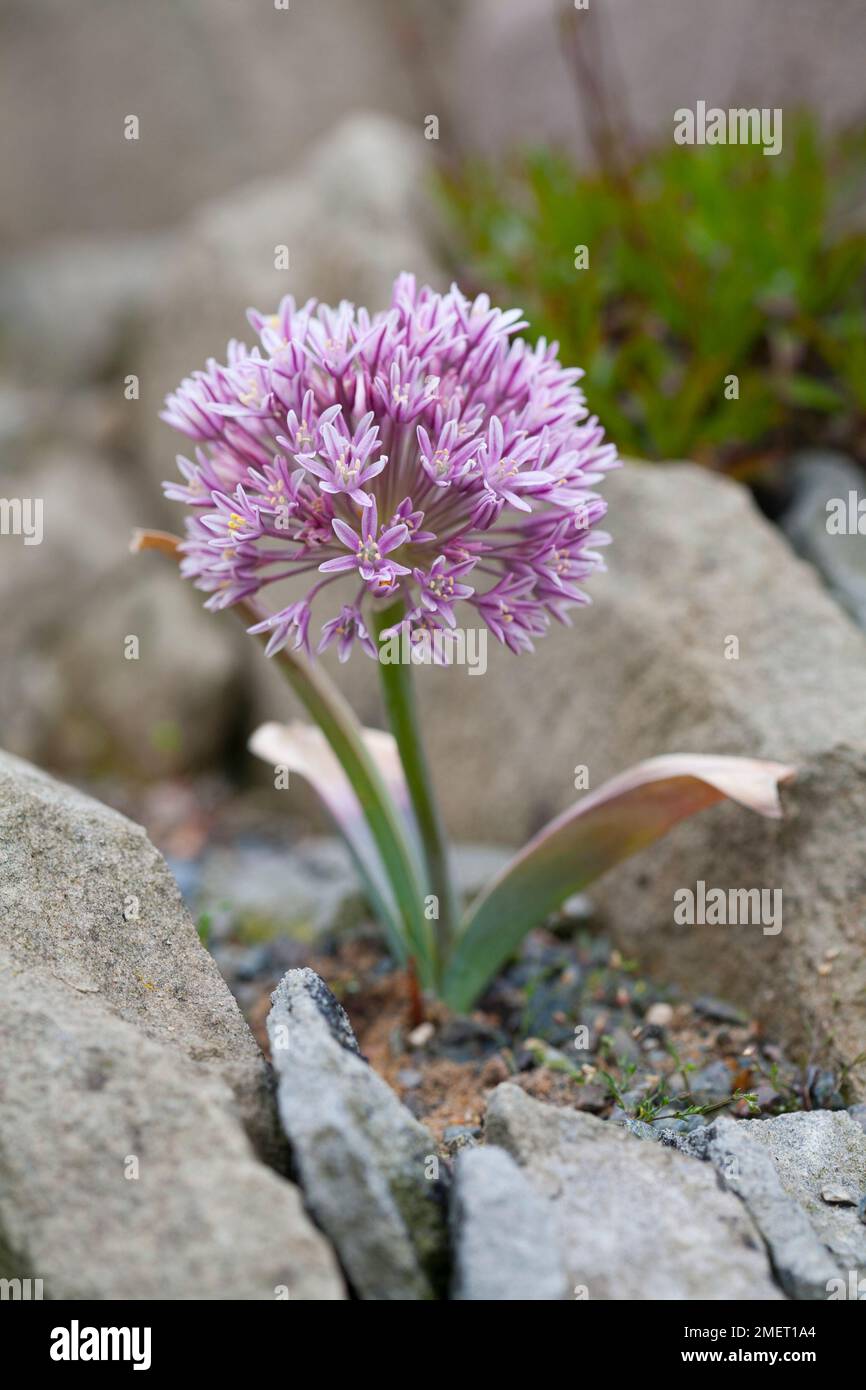 Allium akaka Stock Photo