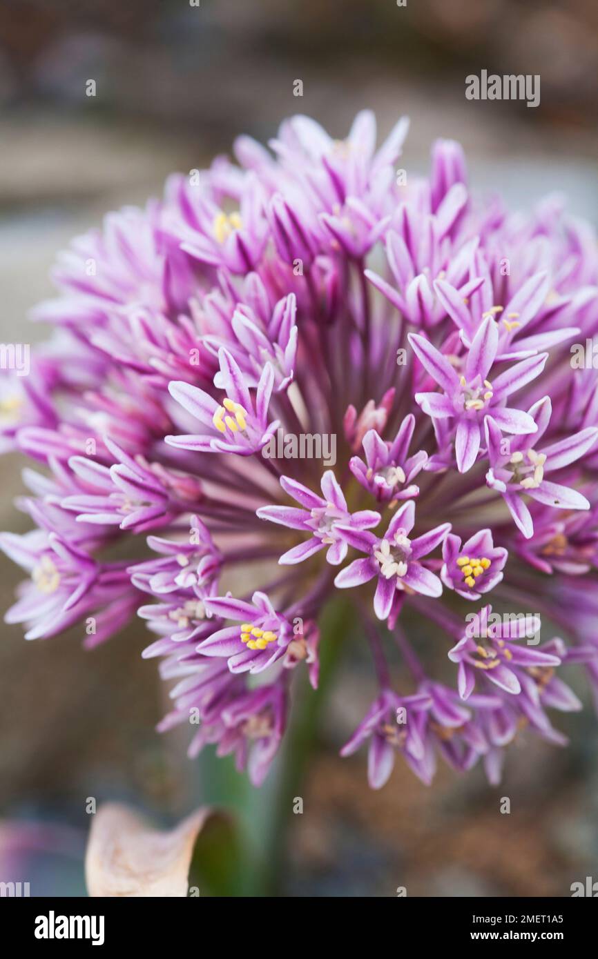 Allium akaka, syn. Allium materculae Stock Photo