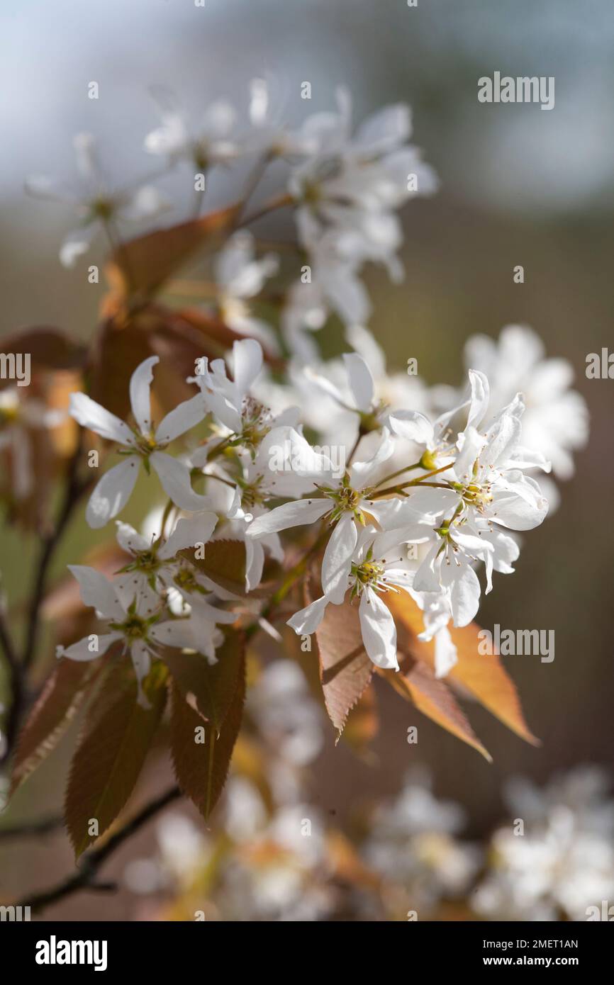 Amelanchier x grandiflora 'Robin Hill' Stock Photo