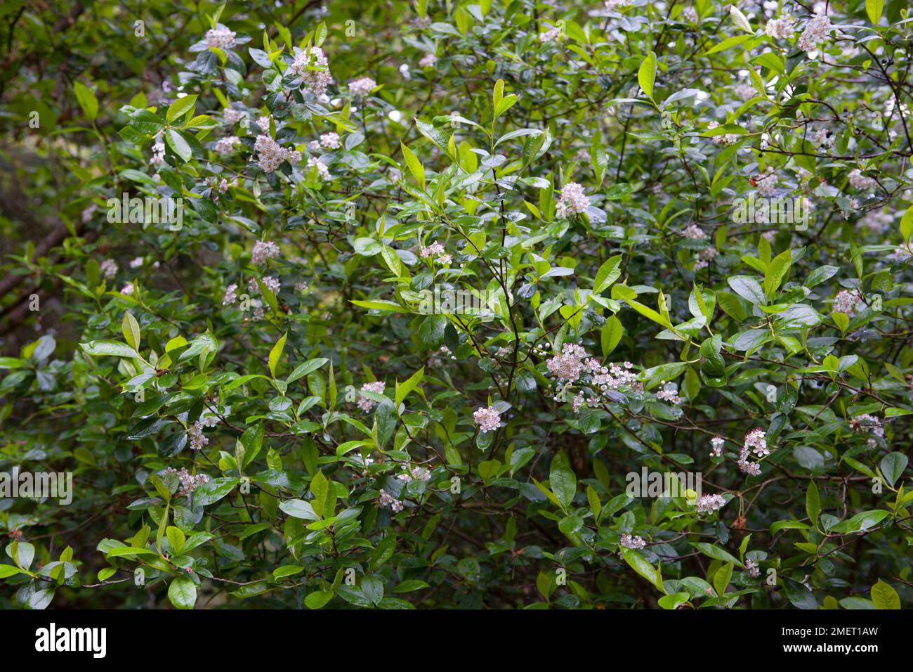 Aronia x prunifolia Stock Photo