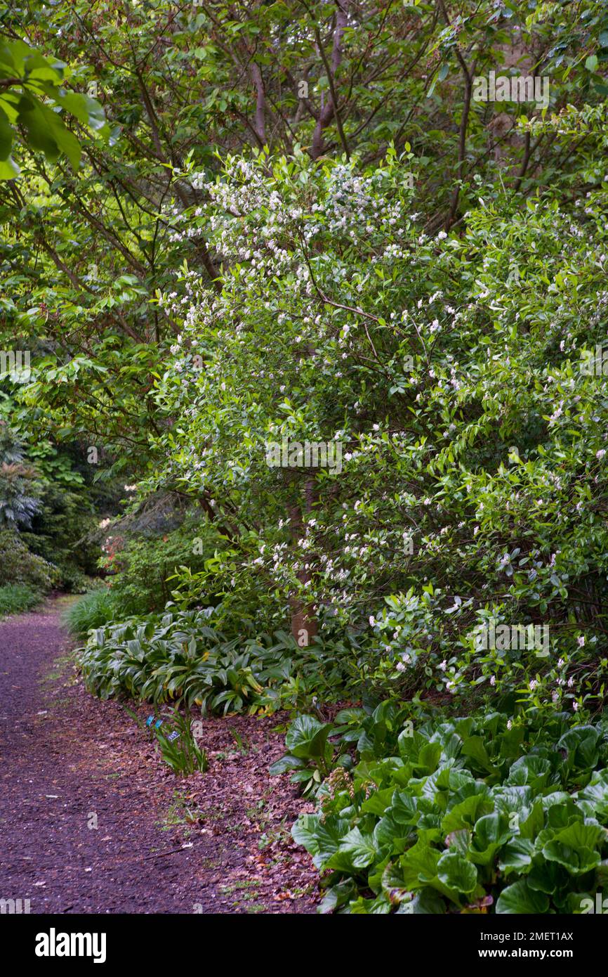 Aronia x prunifolia Stock Photo