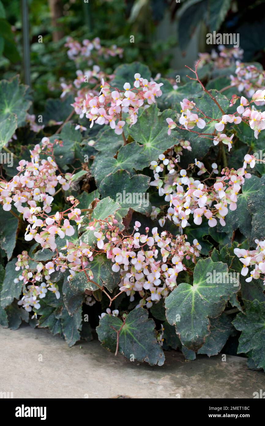 Begonia heracleifolia Stock Photo