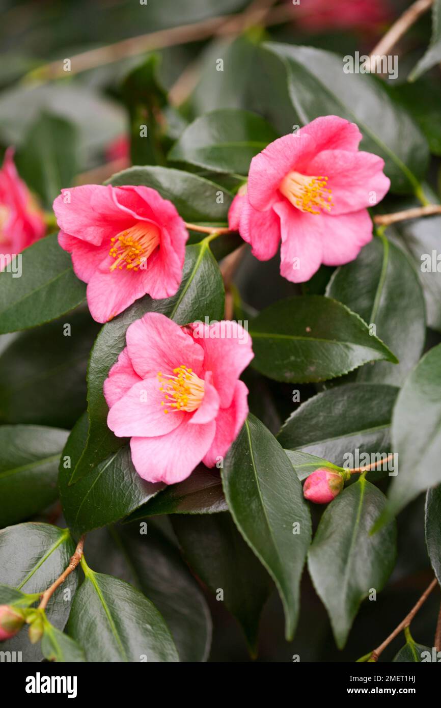 Camellia 'Cornish Spring' (cuspidata x japonica) Stock Photo
