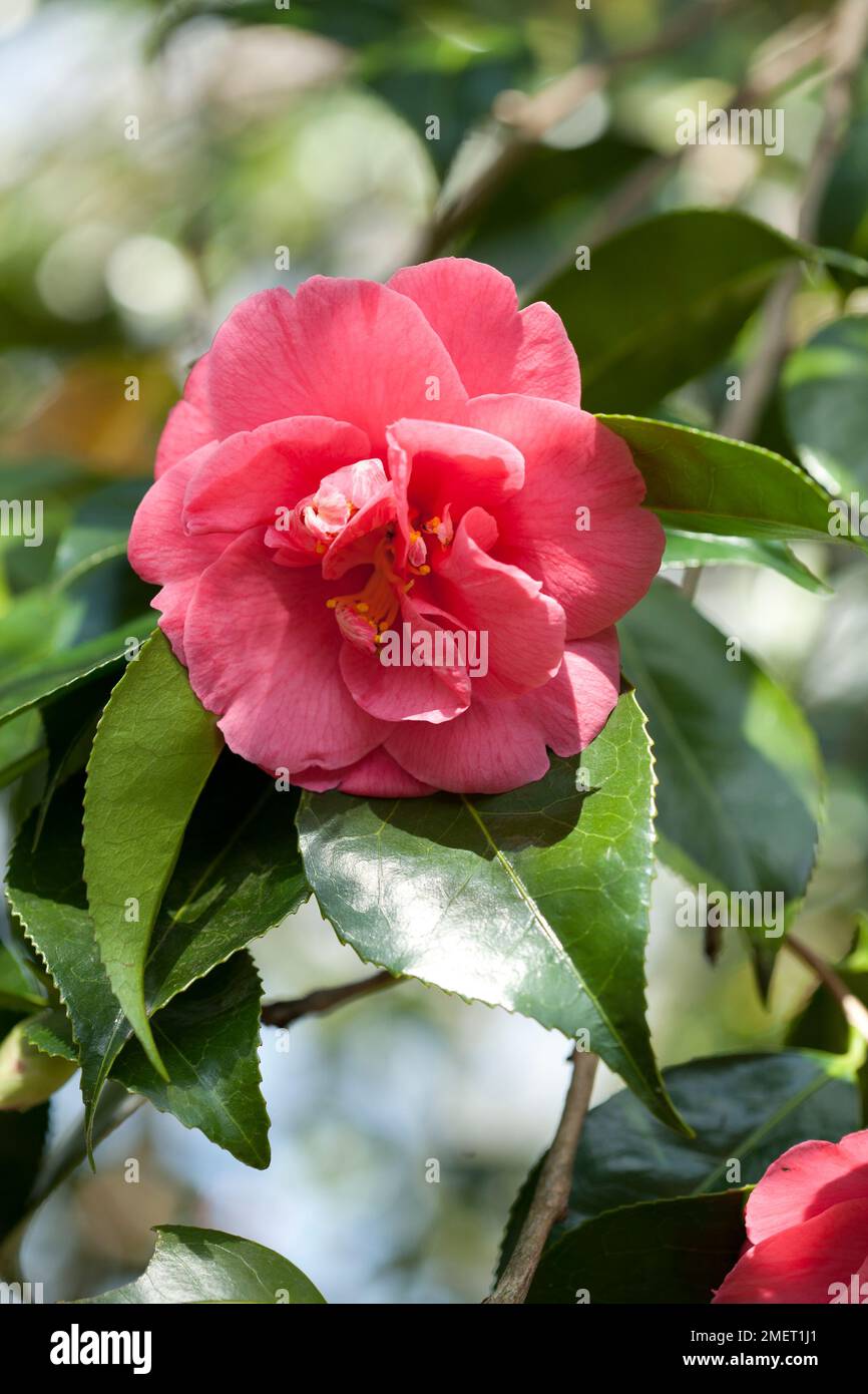 Camellia japonica 'Akashigata' Stock Photo