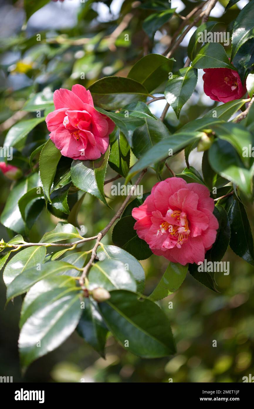 Camellia japonica 'Akashigata' Stock Photo