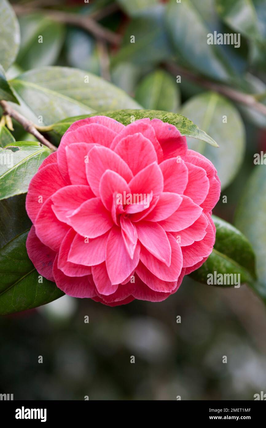 Camellia japonica 'C.M. Hovey' Stock Photo