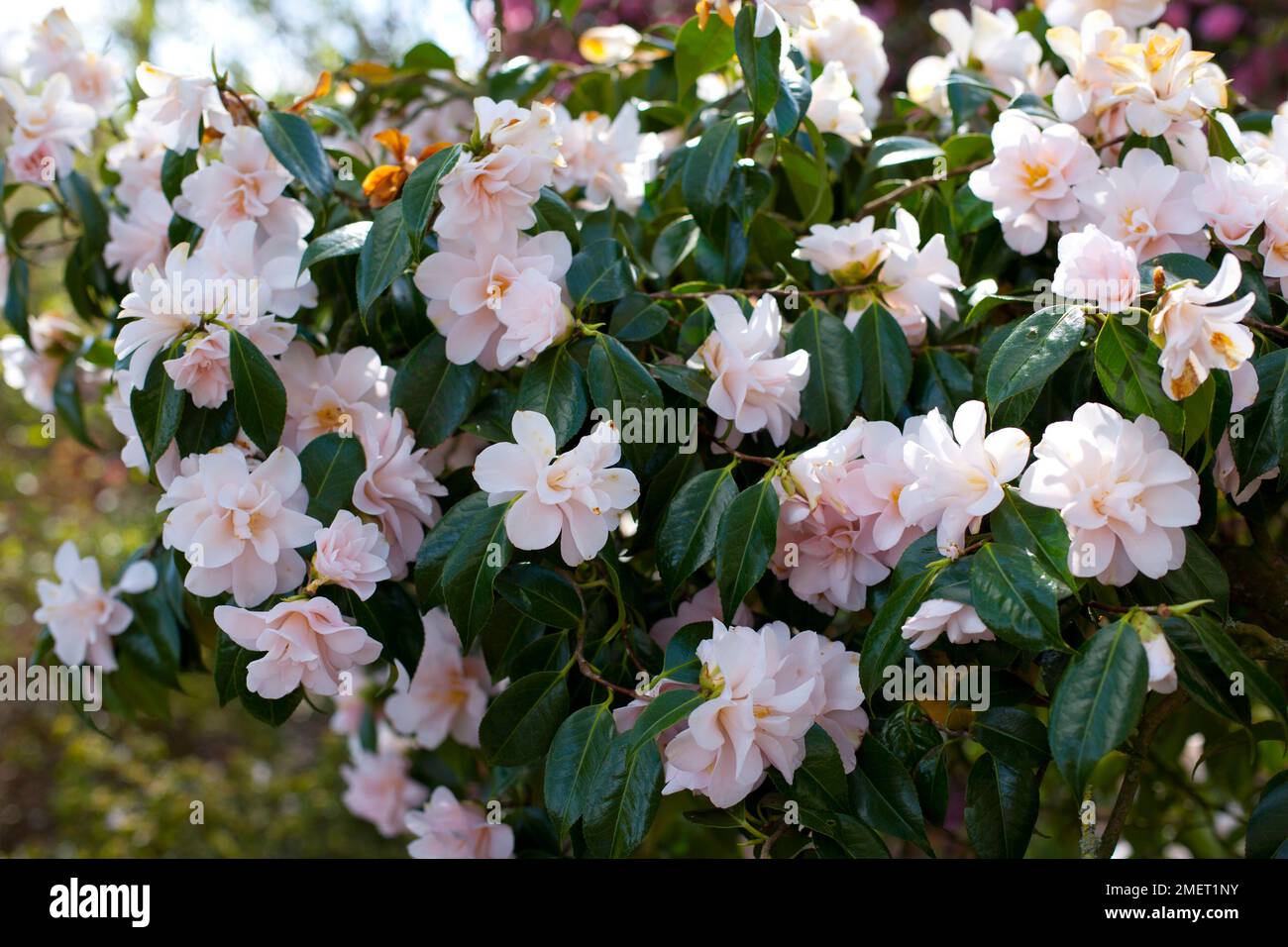 Camellia japonica 'hagoromo' hi-res stock photography and images - Alamy