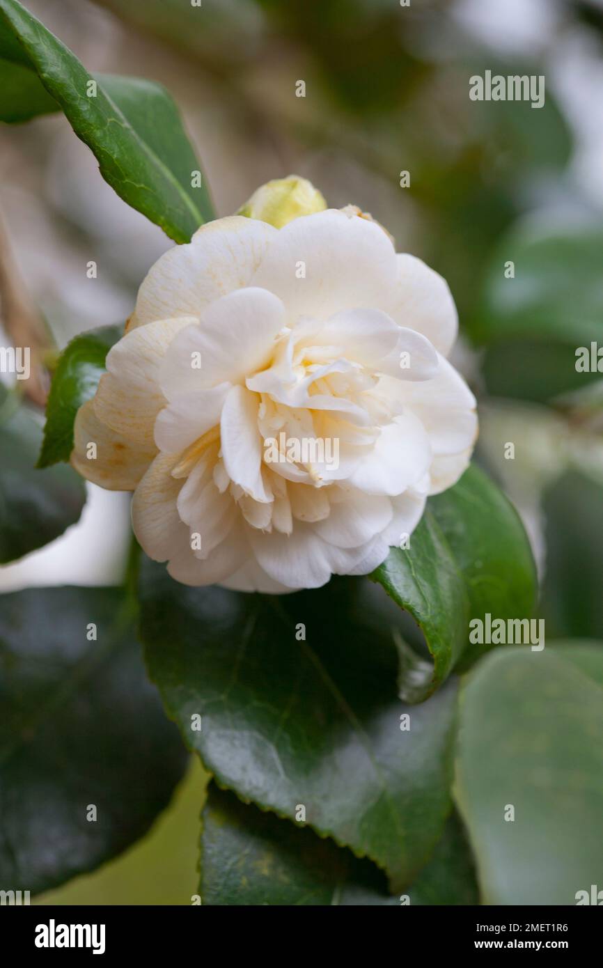 Camellia japonica 'Nobilissima' (Japanese Camellia Stock Photo Alamy