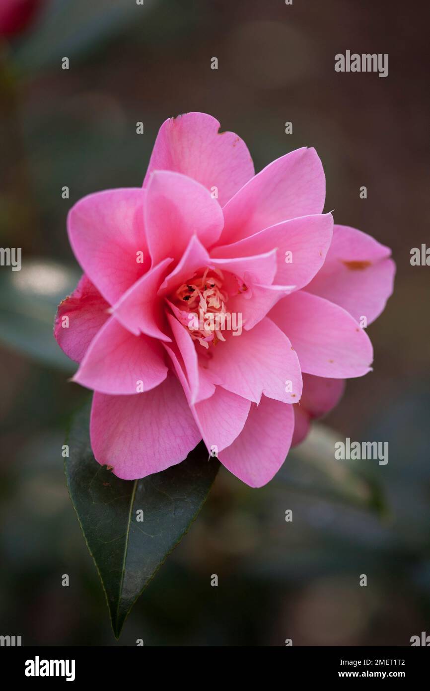Camellia x williamsii 'Daintiness' Stock Photo