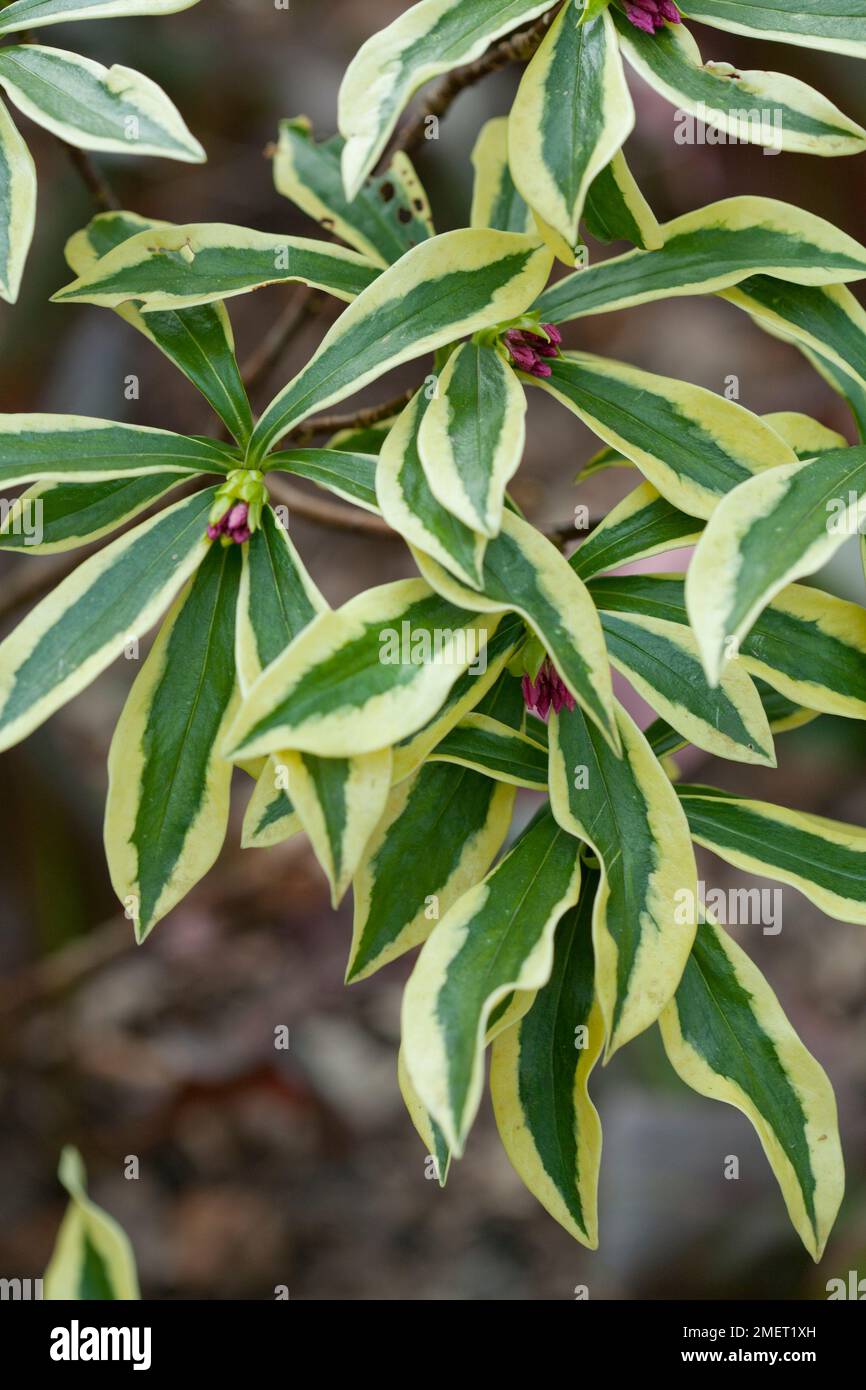 Daphne odora &lsquo;Mae-jima&rsquo; Stock Photo - Alamy