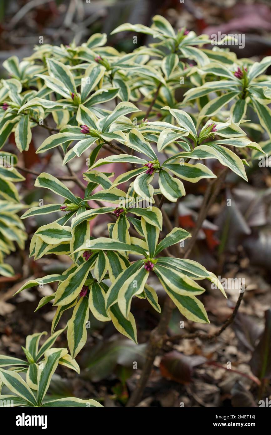 Daphne odora &lsquo;Mae-jima&rsquo; Stock Photo - Alamy