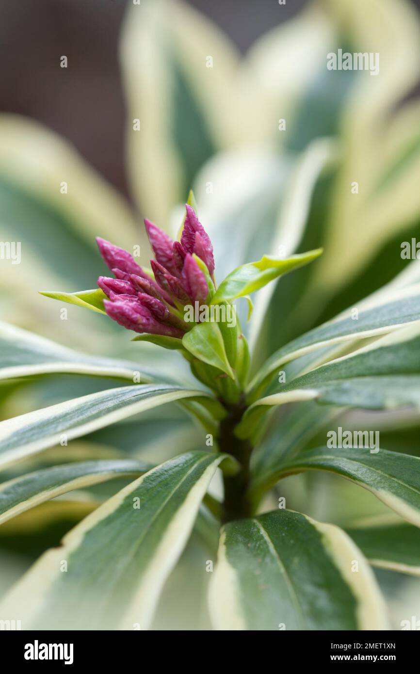 Daphne odora &lsquo;Mae-jima&rsquo; Stock Photo - Alamy
