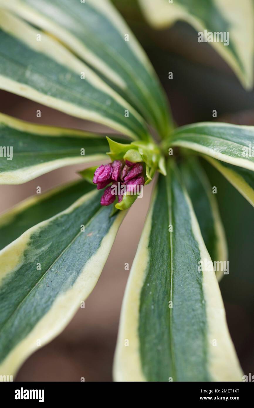 Daphne odora &lsquo;Mae-jima&rsquo; (Winter Daphne Stock Photo - Alamy