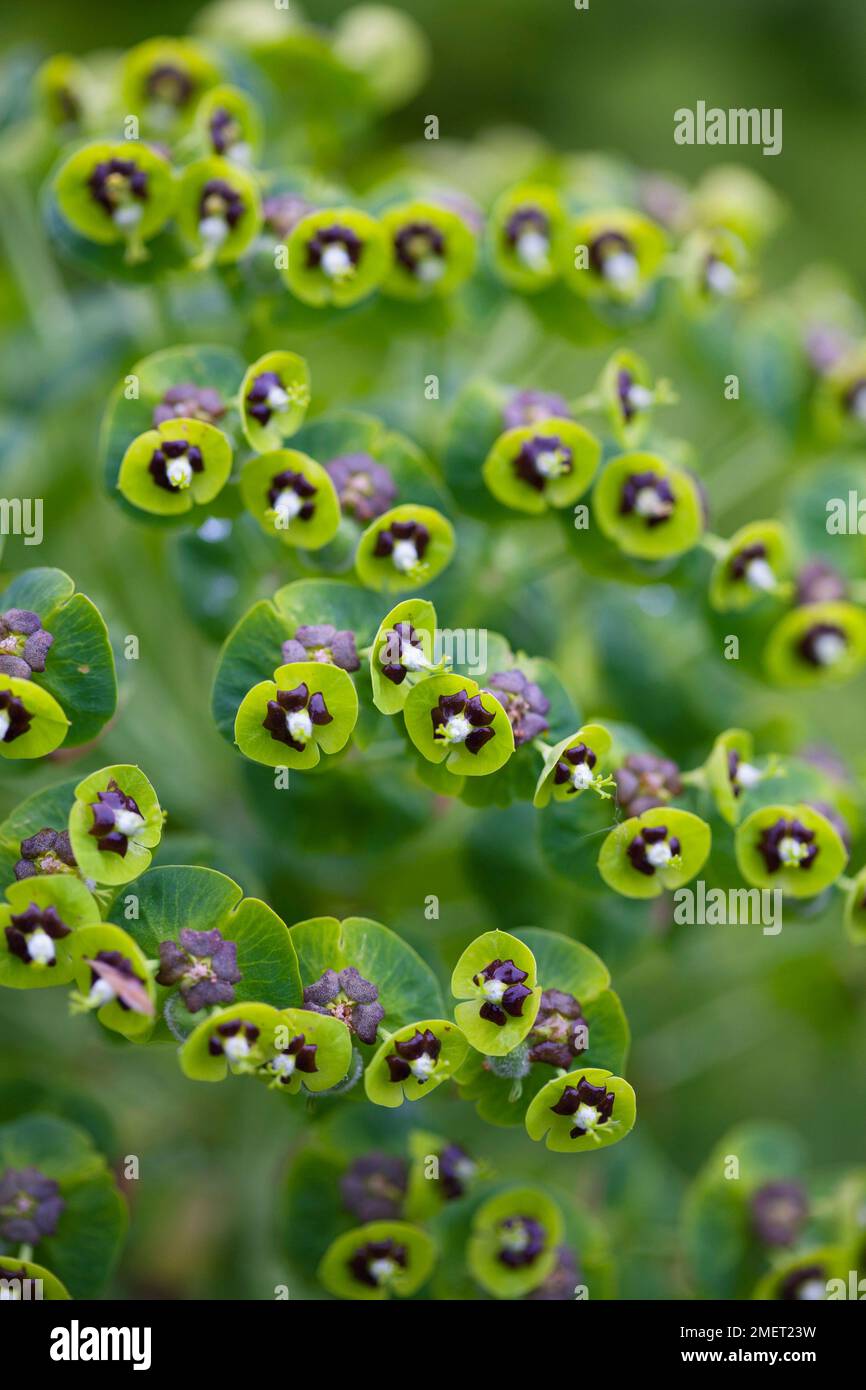 Euphorbia characias 'Black Pearl' (Mediterranean Spurge) Stock Photo