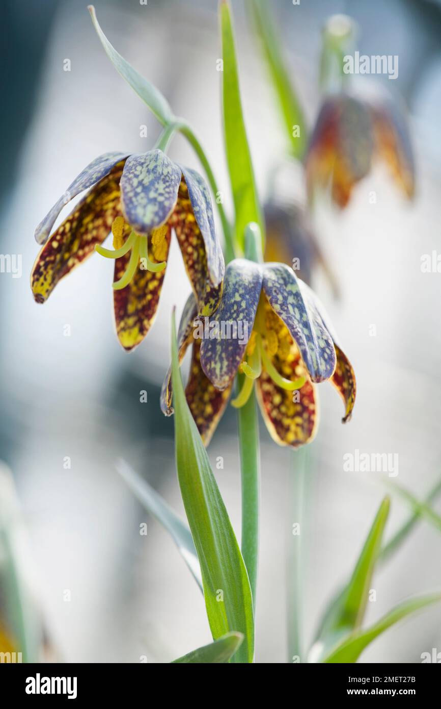 Fritillaria affinis (Checker lily, Chocolate lily) Stock Photo