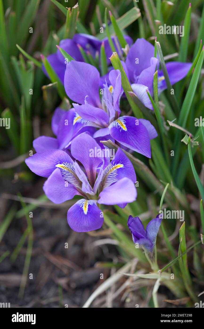 Iris unguicularis 'Mary Barnard' Stock Photo Alamy