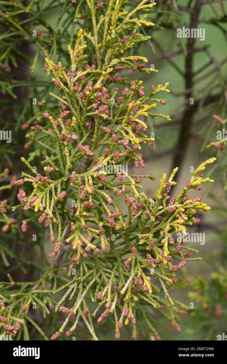 Juniperus chinensis 'Aurea' Stock Photo