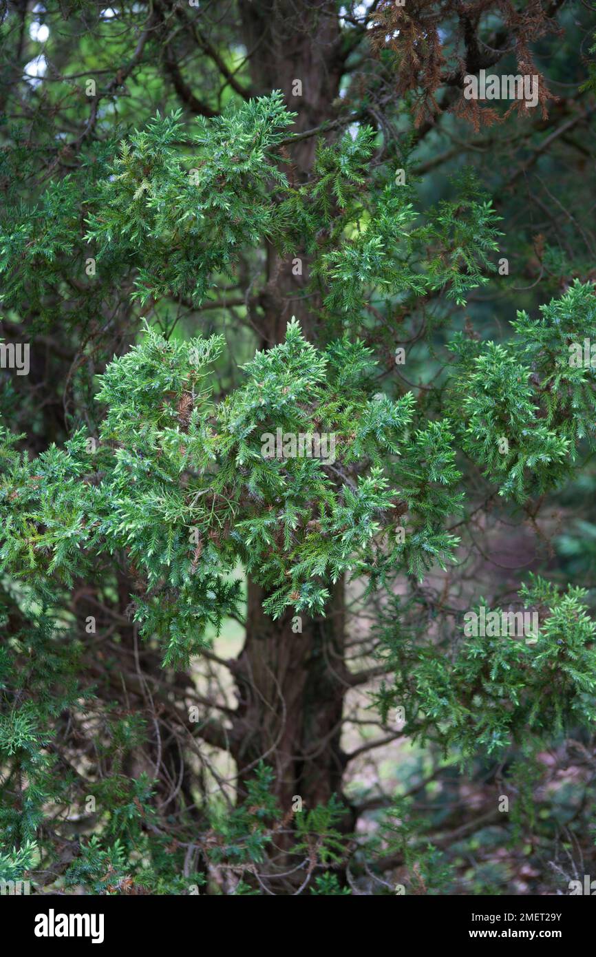Juniperus chinensis 'Obelisk' Stock Photo