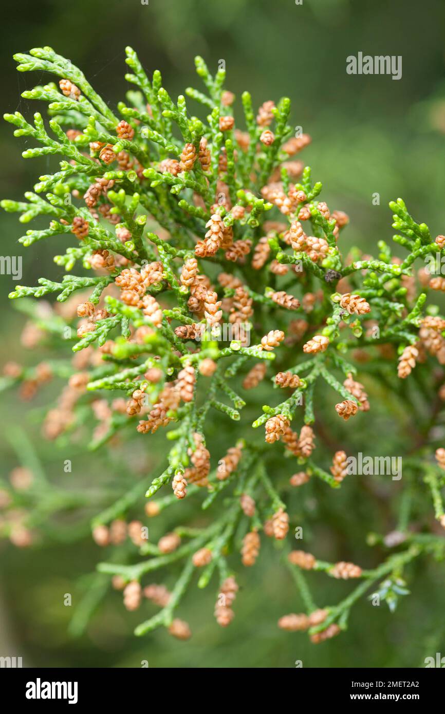 Juniperus chinensis Stock Photo