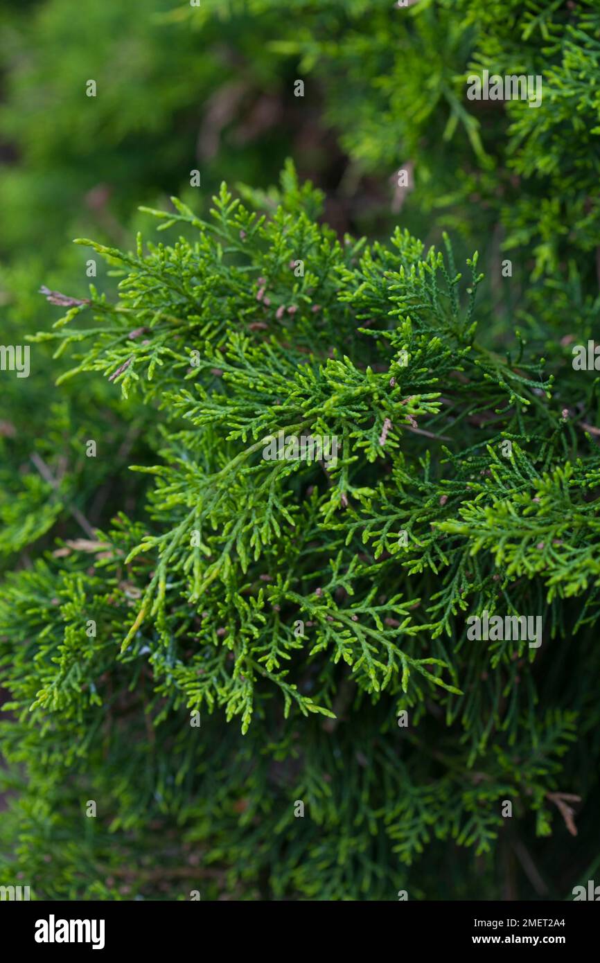Juniperus x pfitzeriana 'Old Gold' Stock Photo