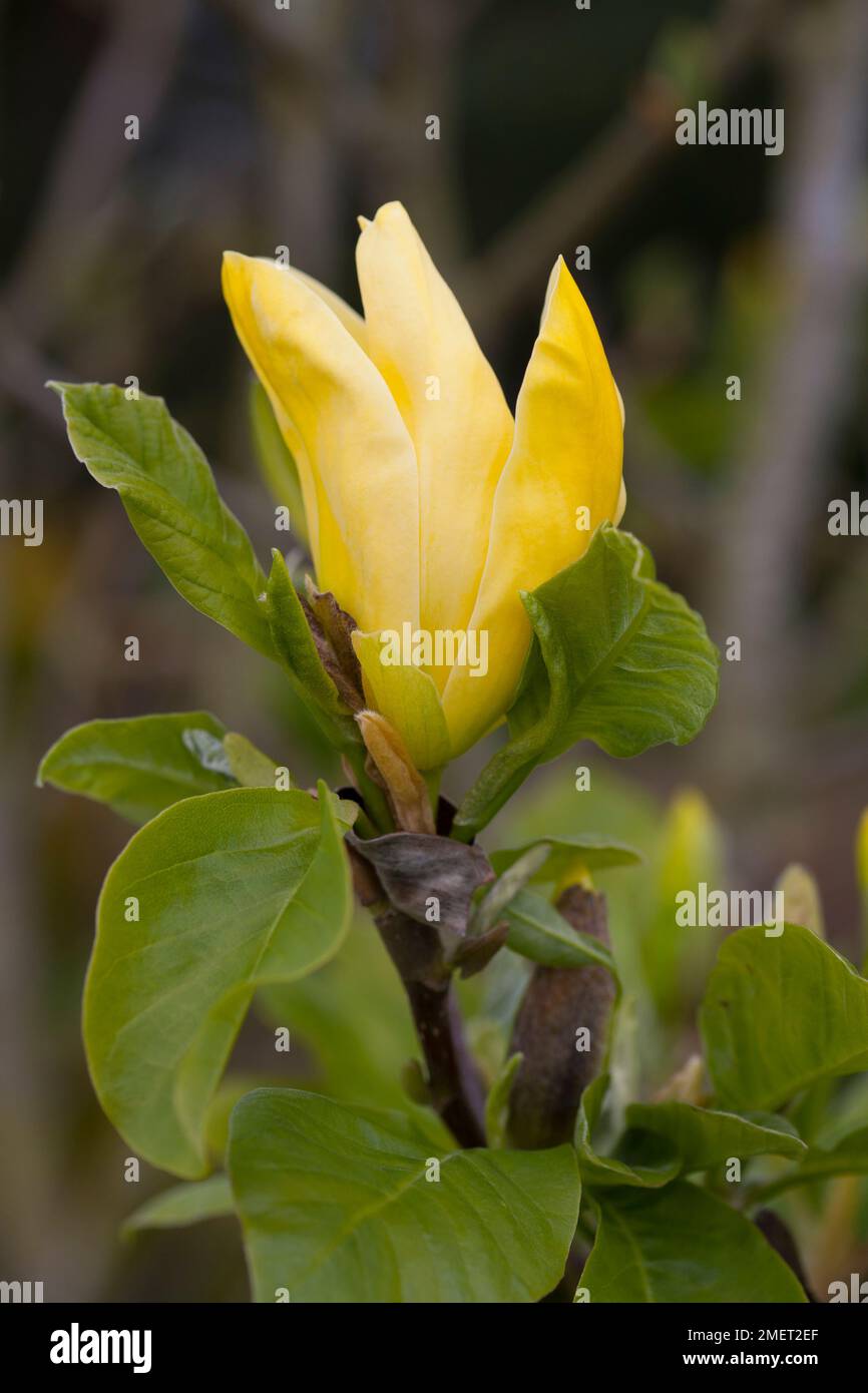 Magnolia 'Daphne' Stock Photo
