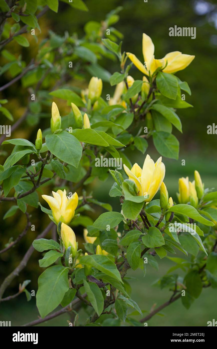 Magnolia 'Daphne' Stock Photo