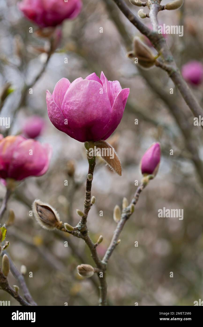 Magnolia Black Tulip ('Jurmag1' Stock Photo Alamy