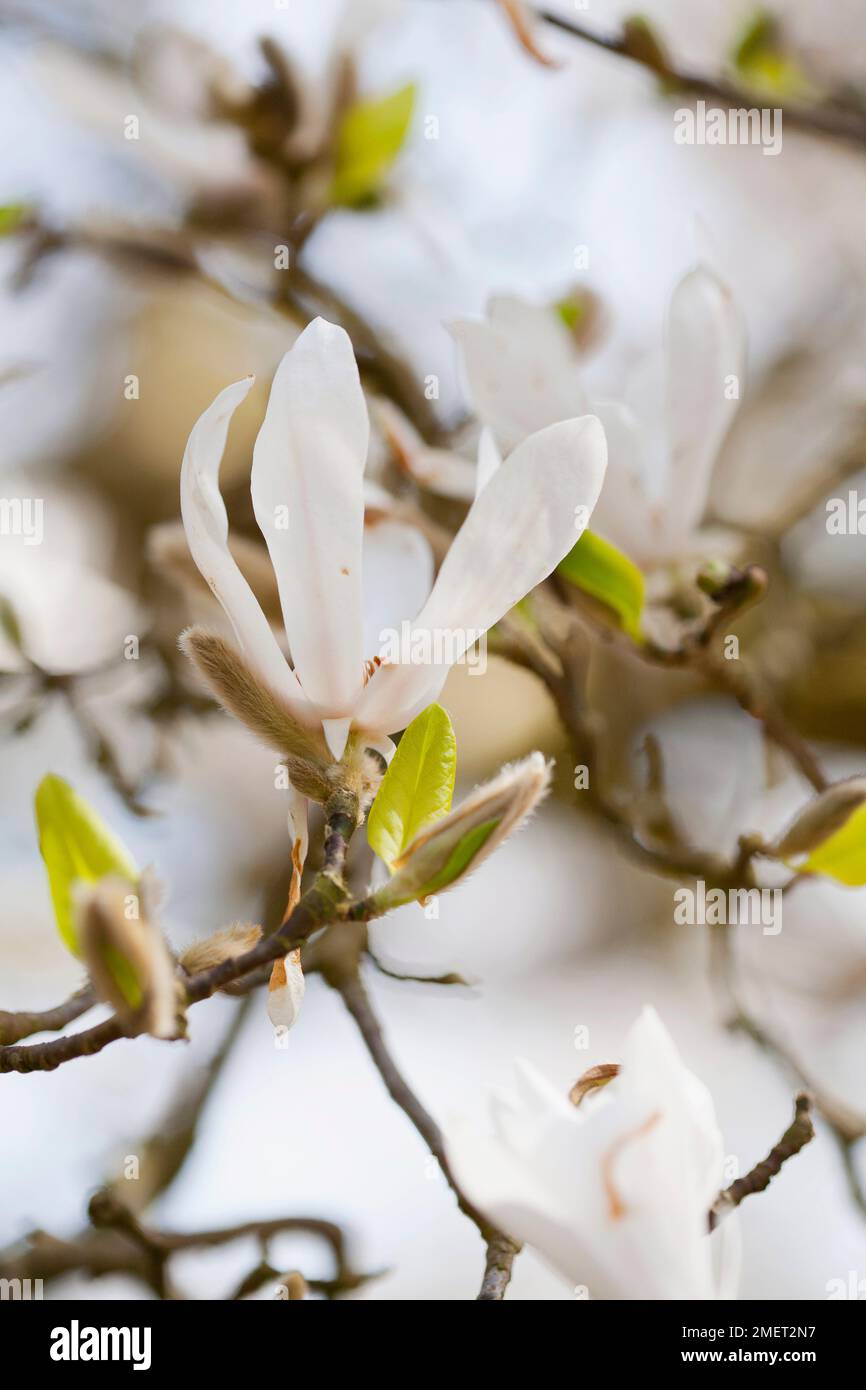 Magnolia kobus (Northern Japanese Magnolia) Stock Photo