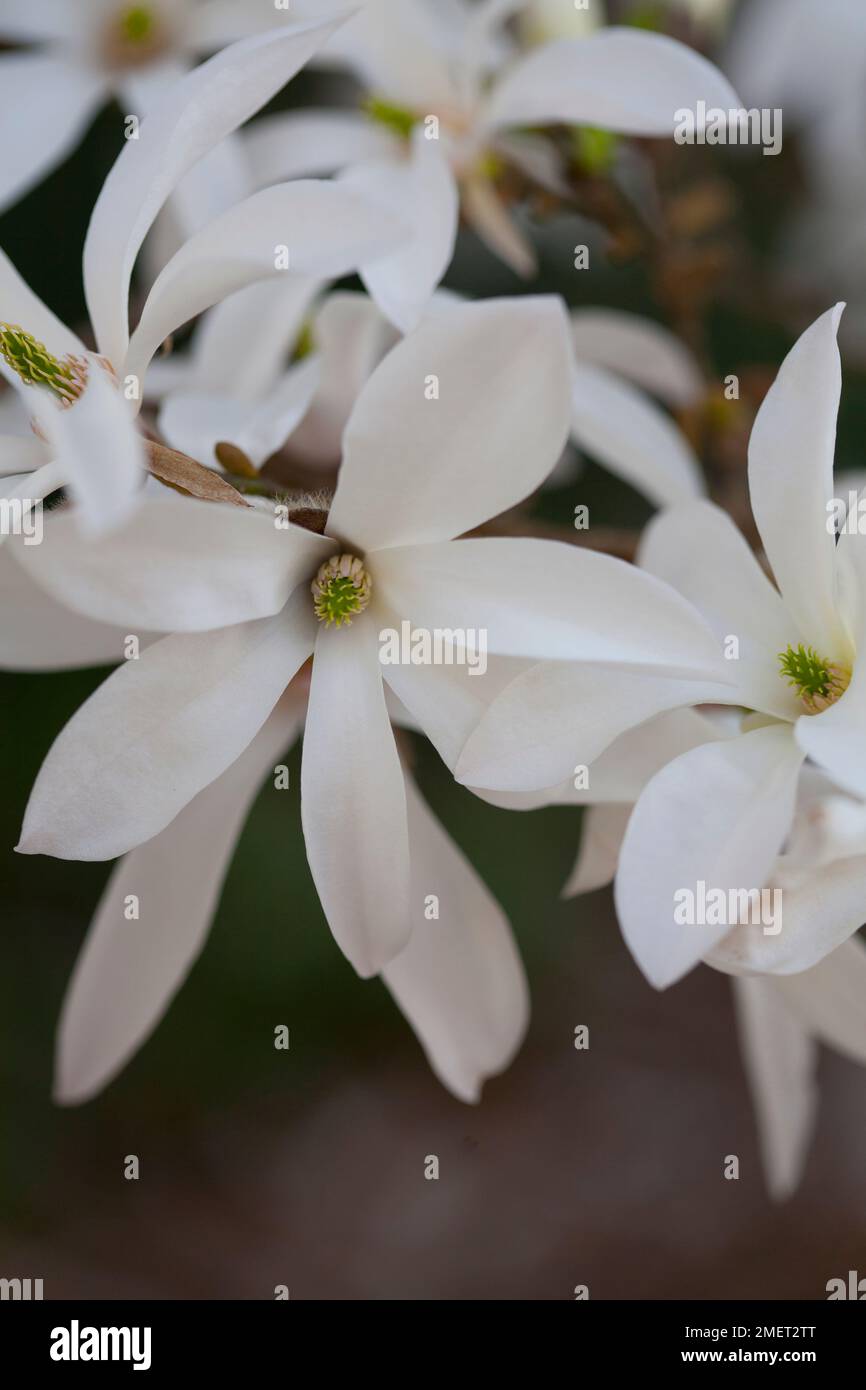 Magnolia x proctoriana Stock Photo