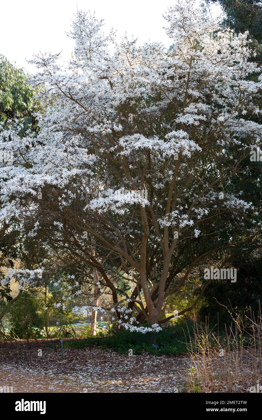 Magnolia x proctoriana Stock Photo