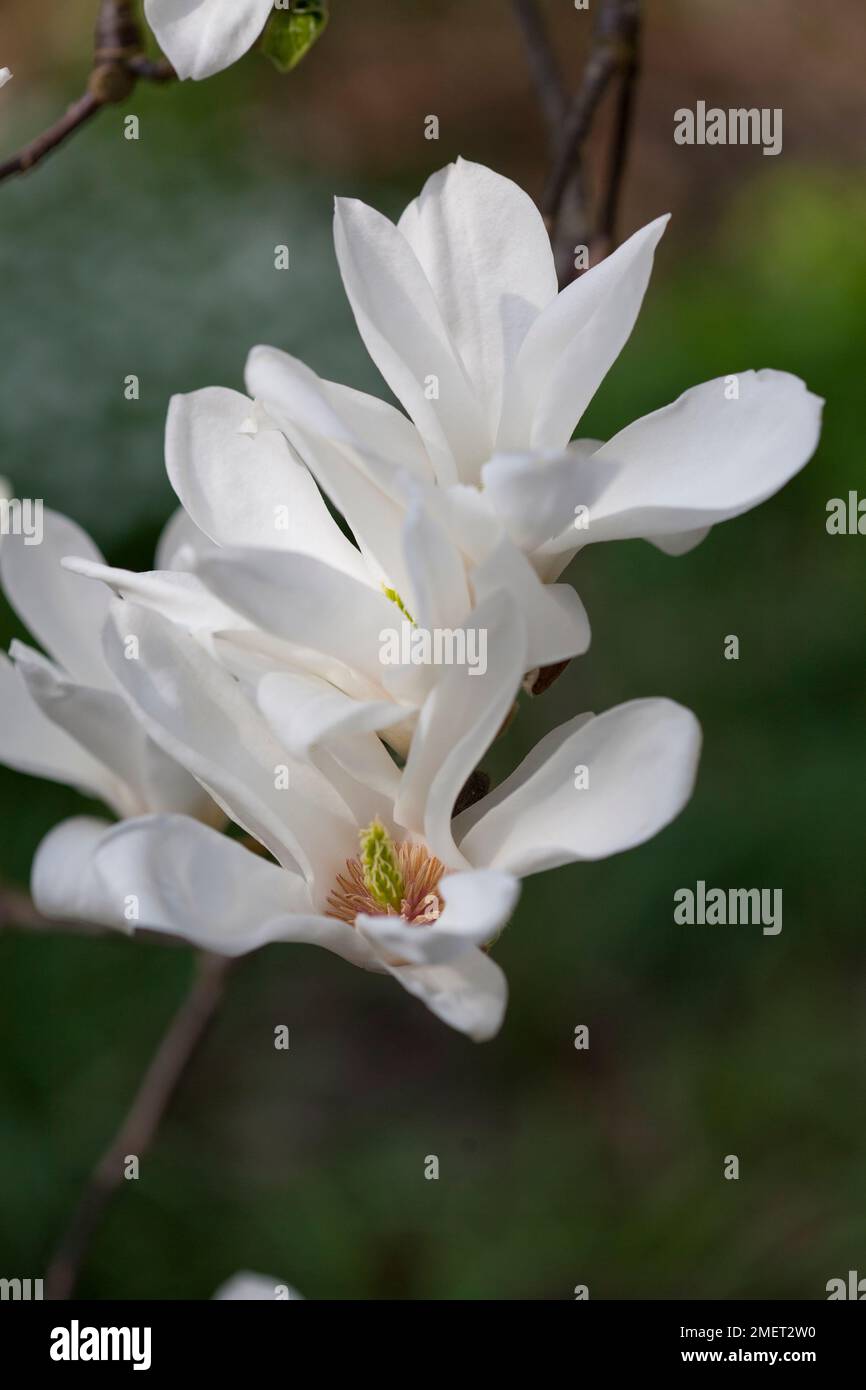 Magnolia x soulangeana 'Alba Superba' Stock Photo - Alamy