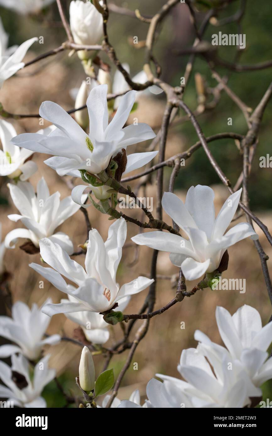 Magnolia x soulangeana 'Alba Superba' Stock Photo - Alamy