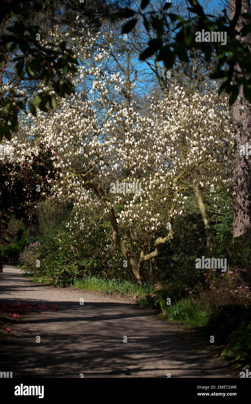 Magnolia x soulangeana 'Alba Superba' Stock Photo - Alamy
